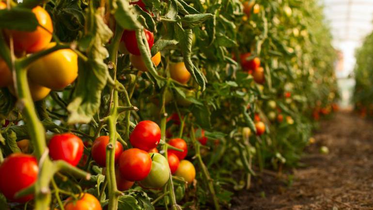 Tomates Tomates