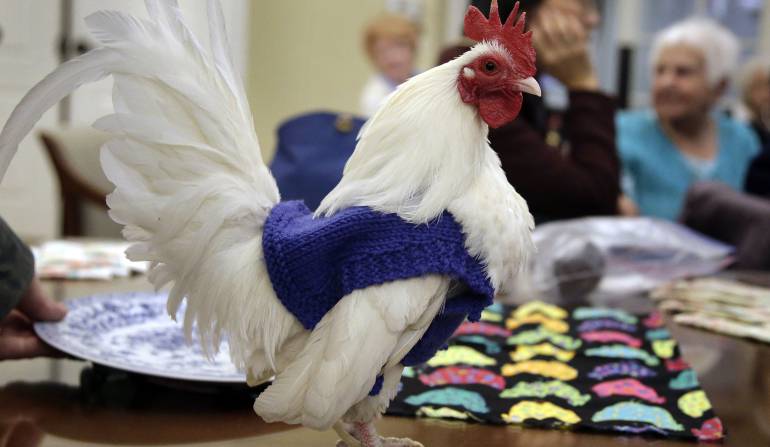 Sacos para pollos: Pensionadas tejen sacos para pollos