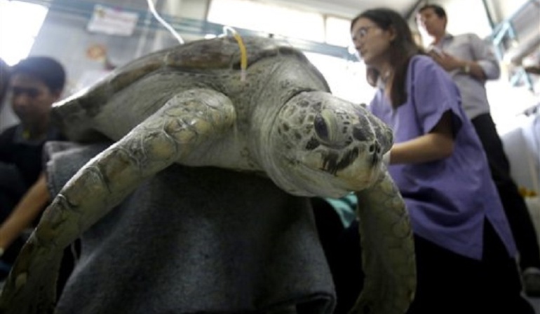 La tortuga "Bank" de 25 años protagonizó el hecho.