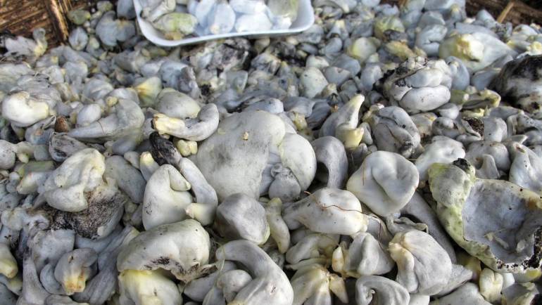 ¿Qué es el huitlacoche y por qué los mexicanos hacen bien en comerlo?