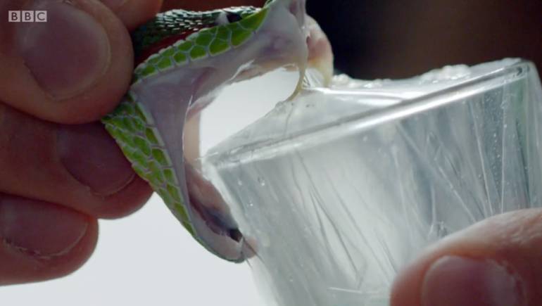 La historia del hombre que se inyecta veneno letal de serpiente pero no muere