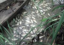 Mortandad de peces se presenta en área petrolera de Arauca