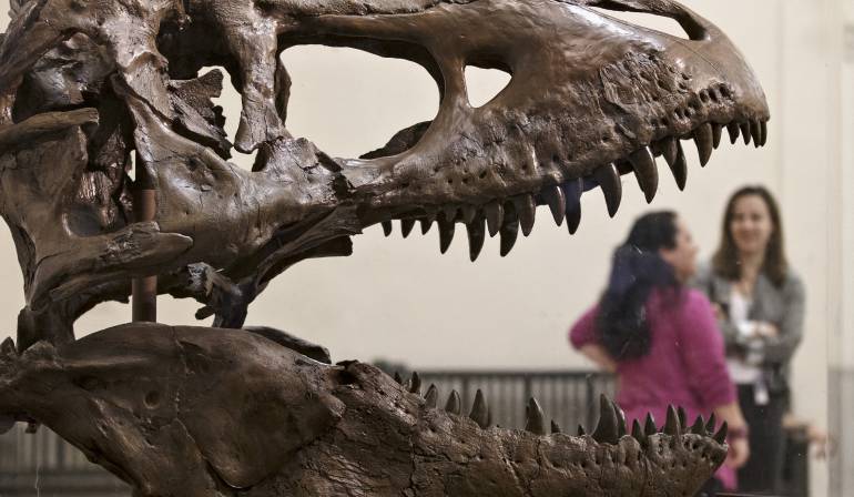 Evolución de los dinosaurios: Surge nueva hipótesis sobre evolución de los dinosaurios