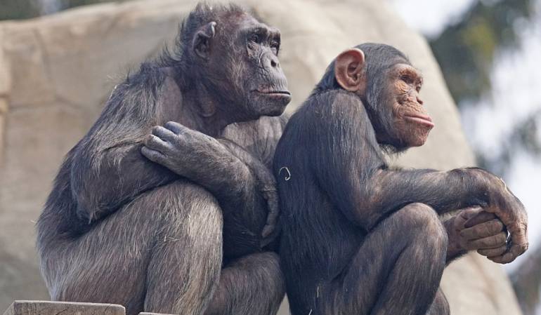 Tamaño cerebro primates: El tamaño del cerebro de los primates viene determinado por la dieta