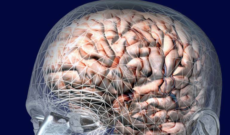 Cerebro Humano.