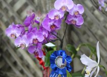 Expo Orquídea, el paraíso de las flores exóticas en Panamá