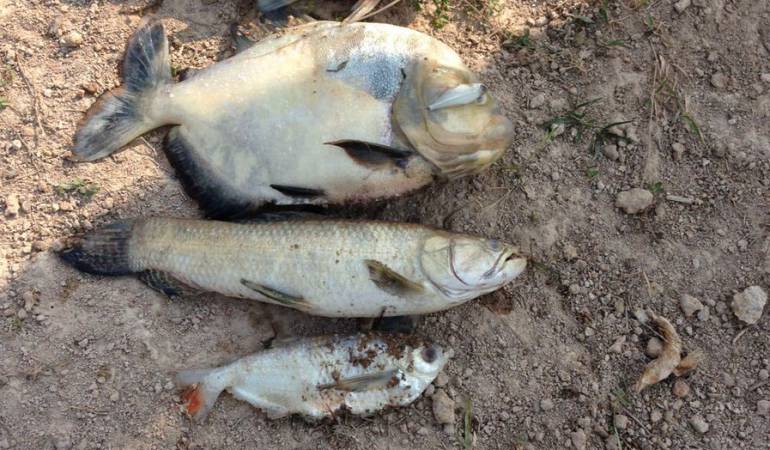 Mortandad de peces en Casanare