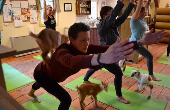 Yoga con cabras Yoga con cabras