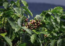 El café y la panela de Boyacá entran al mercado de Nueva York, EE.UU