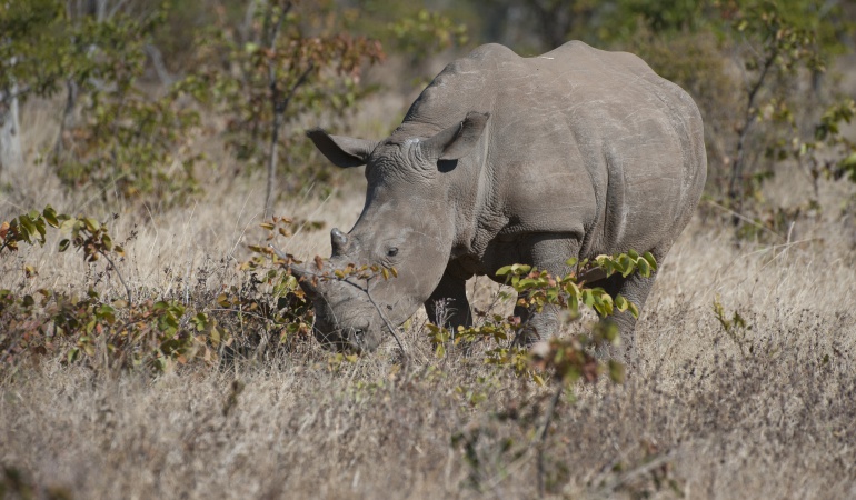 Ejemplo de un rinoceronte blanco en Zambia.
