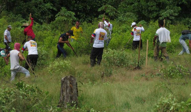 En San José del Guaviare 500 familias más se sumarán voluntariamente la sustitución de cultivos