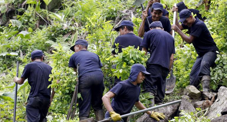 Las mentiras con las que confunden a campesinos para que no dejen de cultivar Coca