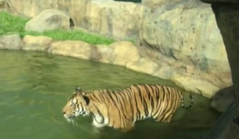 Un nuevo recinto para los tigres se abrió el año pasado.