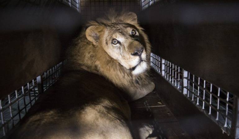 Muchos de los leones rescatados no tenían dientes ni uñas.