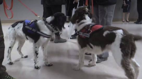 Perros cazan superbacterias en un hospital de Canadá Perros cazan superbacterias en un hospital de Canadá