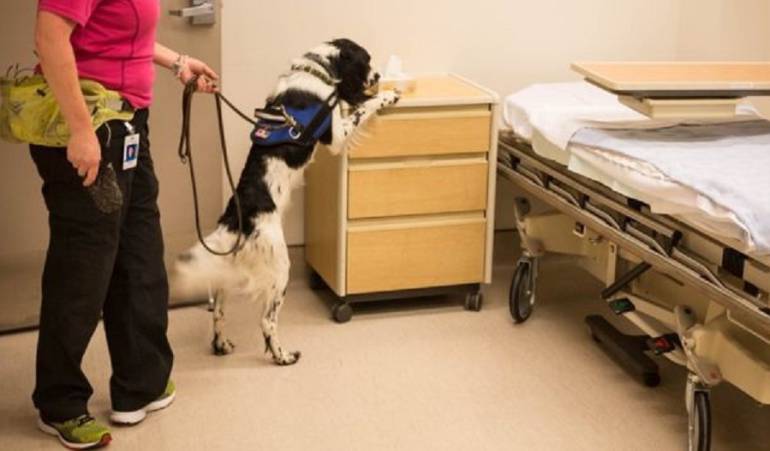 Perros cazan superbacterias en un hospital de Canadá
