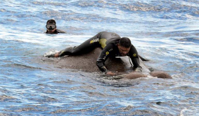 Patrulleras, lanchas y buceadores para salvar a un elefante en Sri Lanka