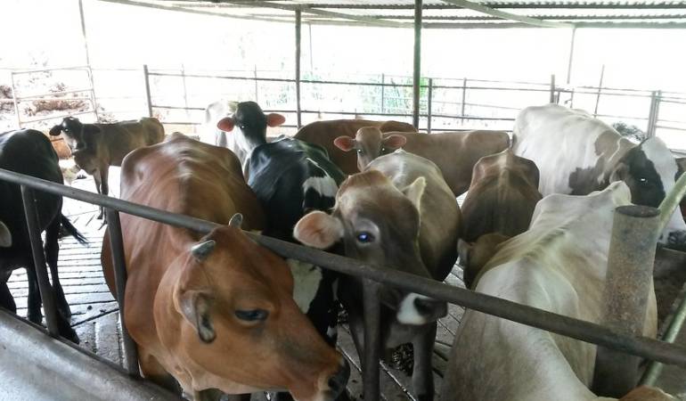 Colombia no ha cerrado mercados mundiales pese a aftosa en Boyacá y Cesar: Colombia no ha cerrado mercados mundiales pese a aftosa en Boyacá y Cesar