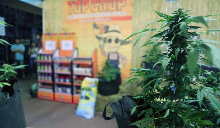 Venta de marihuana en farmacias de Uruguay