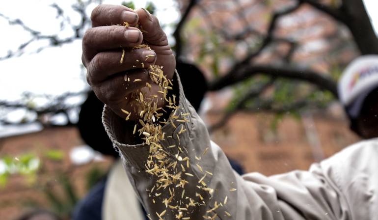 Arroz: Arroceros colombianos ad portas de la quiebra: Fedearroz