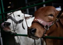 Congresistas piden explicaciones a Minagricultura por aftosa en Boyacá