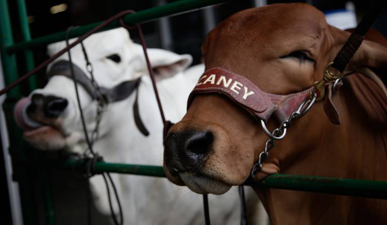 Venezuela prohíbe el ingreso de carne por fiebre aftosa: Venezuela prohíbe carne colombiana por alarma de fiebre aftosa