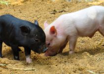 Nace en Cuba un cerdito con cara de mono