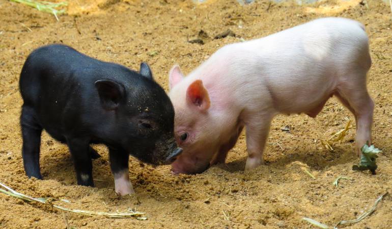 Nace en Cuba un cerdito con cara de mono