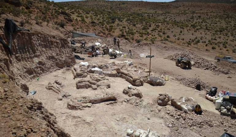 Patagotitan mayorum dinosaurios Argentina: "Patagotitan mayorum", el coloso argentino de los dinosaurios ya tiene nombre