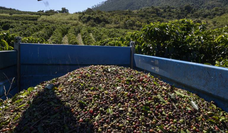 Café exportaciones: En agosto, la producción de café registró en un repunte del 9%