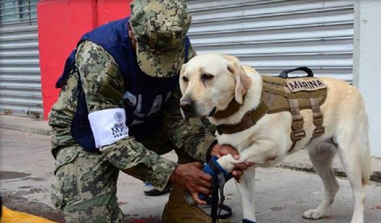 Terremoto México, rescate: Frida, la perrita que busca vida entre los escombros