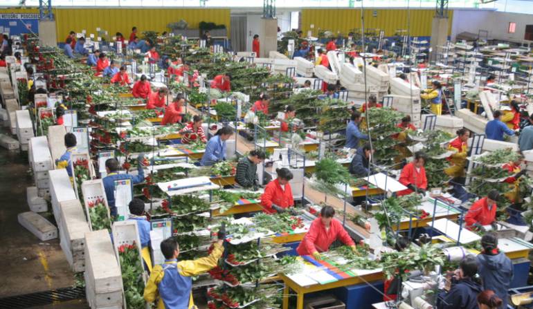Exportaciones de flores: Exportaciones de flores podrían alcanzar los US$ 1.400 millones en 2017