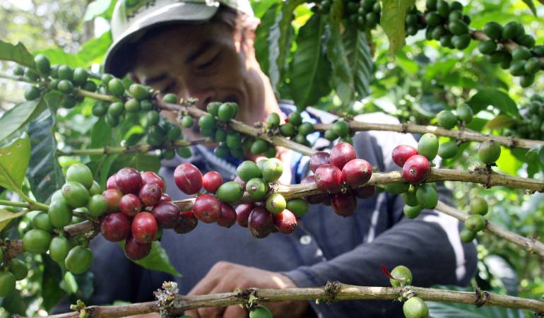 Café posclonflicto: El café, un modelo de paz en zonas del posconflicto: Fedecafé