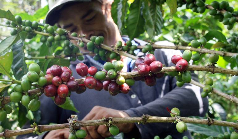 Cosecha cafetera crece 19% en septiembre, huilenses beneficiados
