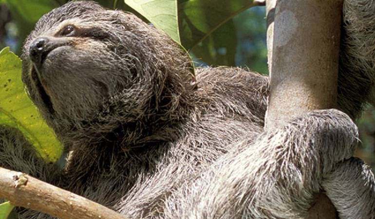 Costa Rica oso perezoso: Costa Rica alberga uno de los mejores santuarios de perezosos del mundo