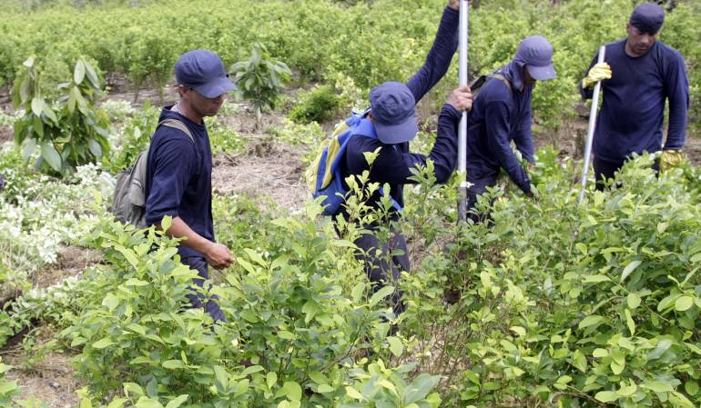 Sustitución de cultivos ilicitos: Cerca de 25 mil familias se han registrado para sustitución de cultivos ilícitos en Colombia