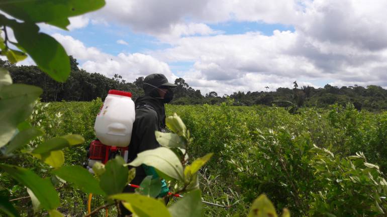 Producción de coca en Colombia: DEA expresa preocupación por aumento en la producción de coca en Colombia
