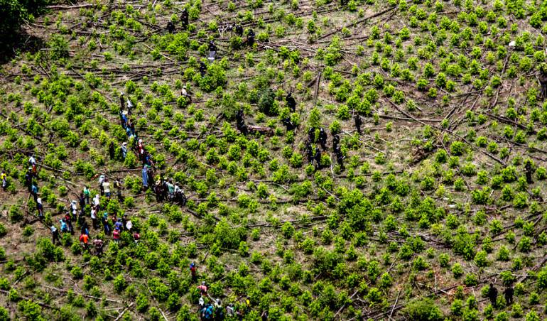 Colombia y ONU cultivos ilícitos: Colombia y ONU destinan USD $315 millones para monitoreo a reducción de cultivos ilícitos