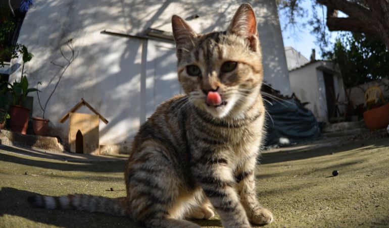 Estos gatos comieron plantas de marihuana y mirá cómo quedaron — Viral Estos gatos comieron plantas de marihuana y mirá cómo quedaron — Viral