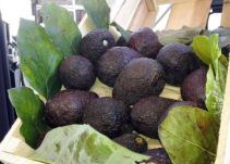 El aguacate hass también quiere conquistar el mundo árabe