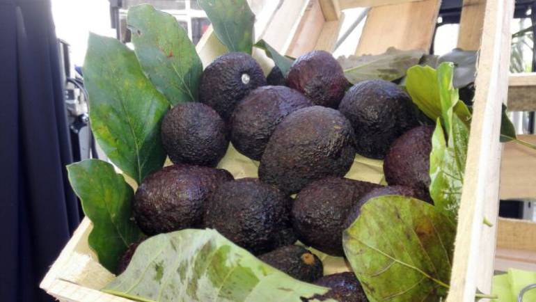 Visita de Santos a Emiratos Arabes El aguacate hass también quiere conquistar el mundo árabe