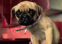 ¡Celos perrunos! Perro ataca a un peluche que es consentido por su dueña