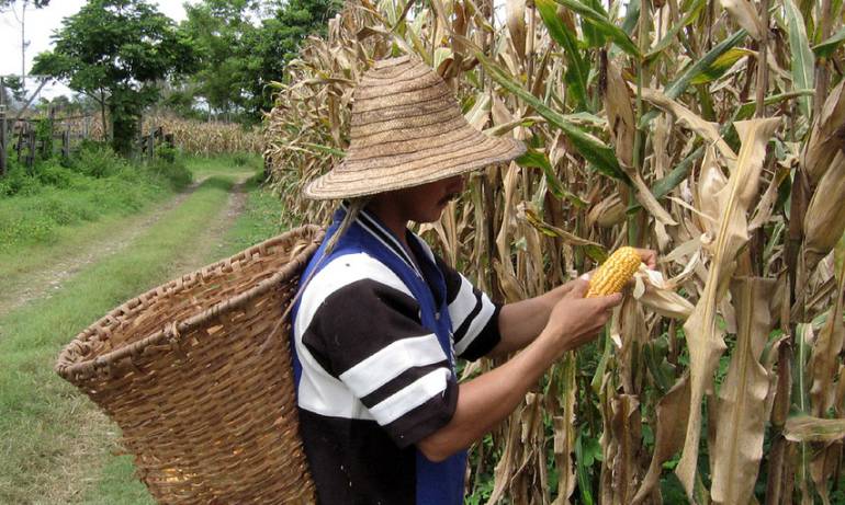 Temporada de lluvias producción de algunos alimentos: La temporada de lluvias podría afectar la producción de algunos alimentos