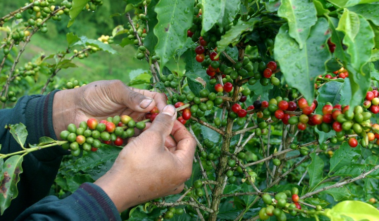 Aumentó la producción cafetera de diciembre de 2017