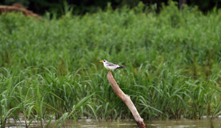 Cinturón Verde: El Cinturón Verde, protector de la Amazonía