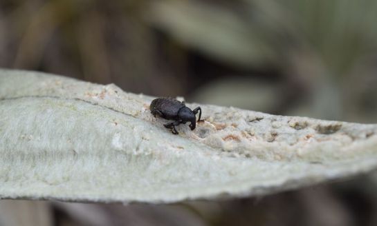 Lo que afecta a los frailejones de los paramos colombianos: Alerta por polillas, hongos y escarabajos que afectan a los frailejones Lo que afecta a los frailejones de los paramos colombianos: Alerta por polillas, hongos y escarabajos que afectan a los frailejones