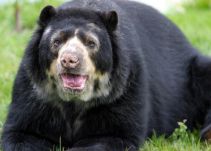 En 25 años podría desaparecer el oso de anteojos