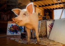 ‘Pigcasso’ el cerdo pintor
