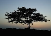 Conozca el árbol del que brota una fuente de agua
