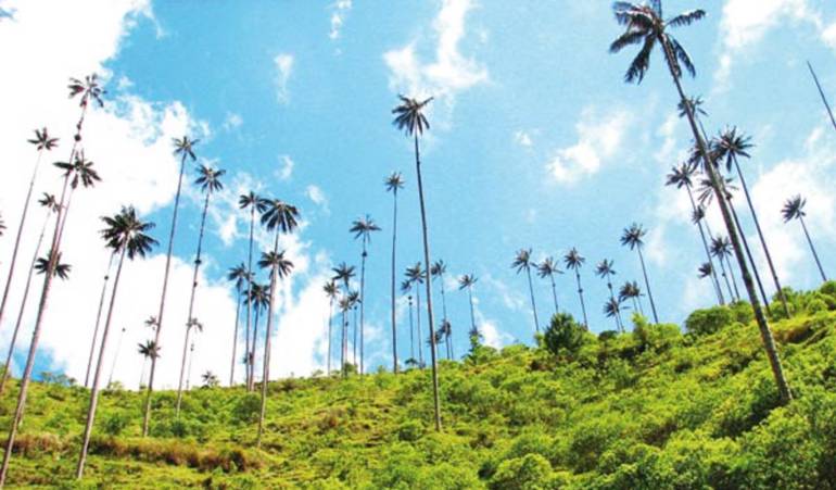 Palma de Cera del Quindío